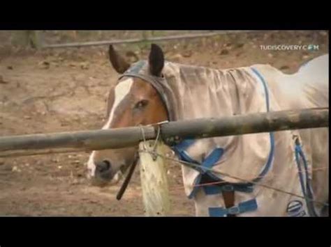 caballo coje mujer|Chica se deja follar brutalmente por un pony .